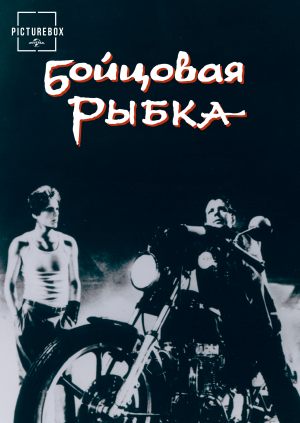 Бойцовая рыбка