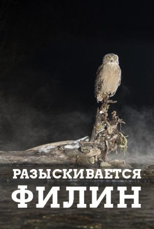 Разыскивается филин